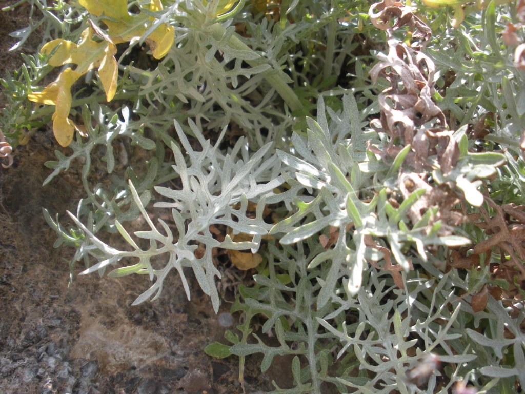 Centaurea cineraria / Fiordaliso delle scogliere